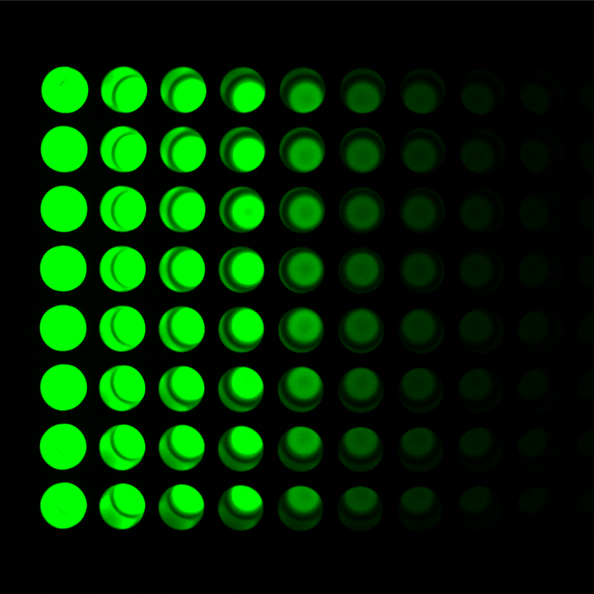 Fluorescein Serial Dilution (1:2)荧光素梯度稀释