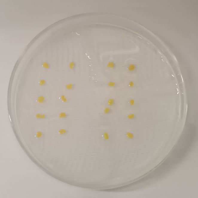 Paraplast Embedding of Prepubertal Rat Ovary Fixed in Bouin's Solution and Preparation of 10 µm Histological Sections