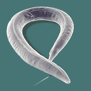 NGM Preparation – Maintenance c. elegans