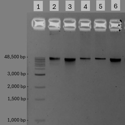 Efficient extraction of high molecular weight dsDNA from bacteriophage (QIAGEN silica-based membrane method)
