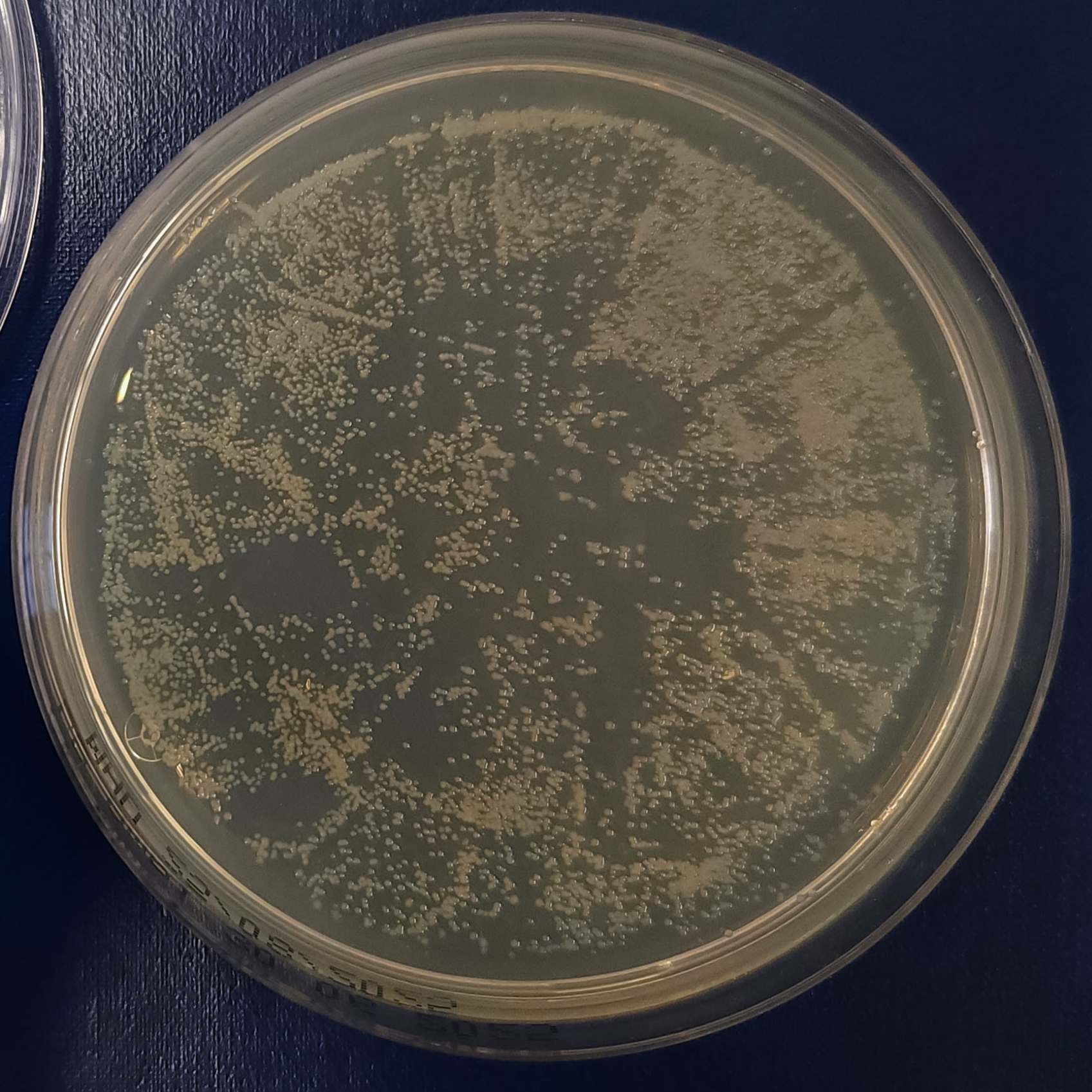 Knockout of bla from pBlue in E. coli