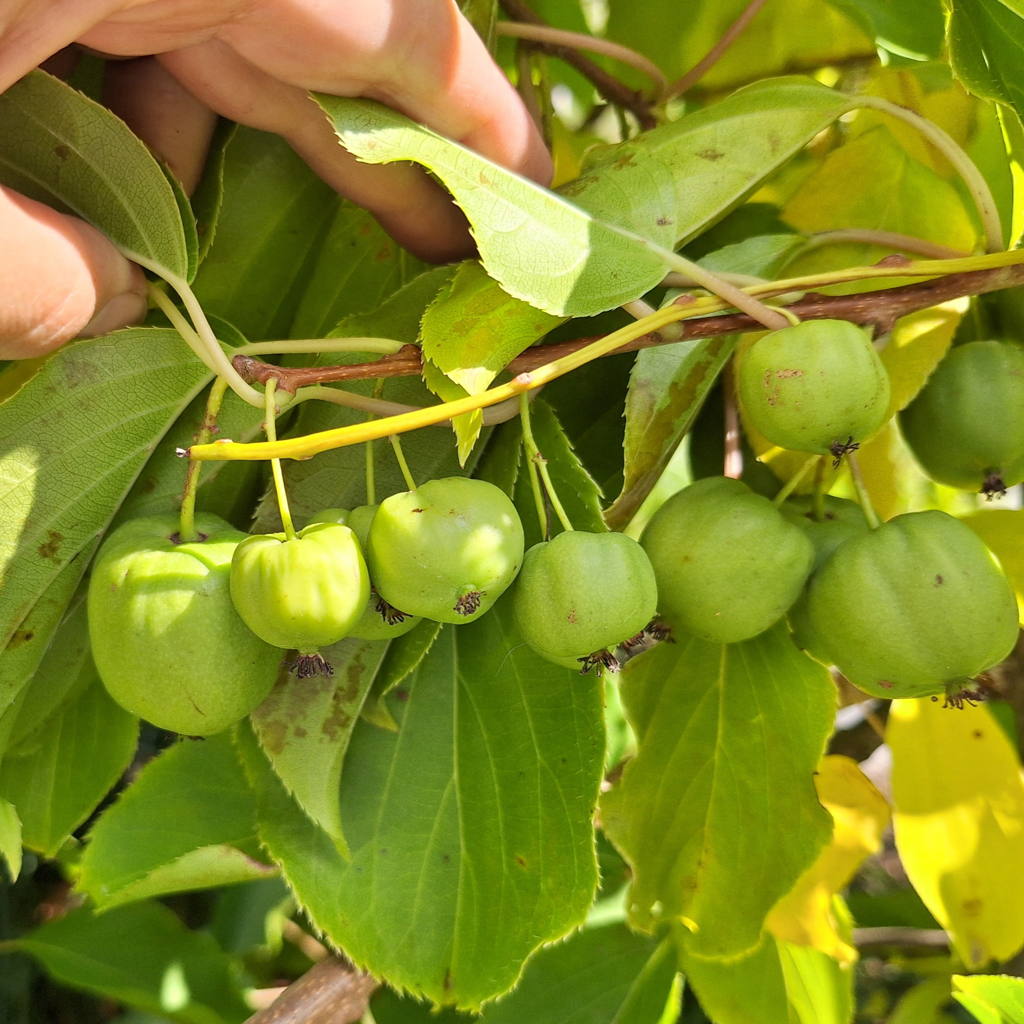 Extraire le jus de fruits de kiwi et de canneberges pour la détermination du Brix - Extracting fruit juice from kiwiberry and cranberry for Brix determination