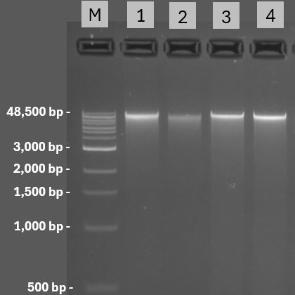 Efficient extraction of high molecular weight dsDNA from bacterial cell cultures (QIAGEN silica membrane method)