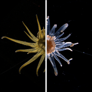 Icon representing the file Cold-shock protocol to bleach Aiptasia