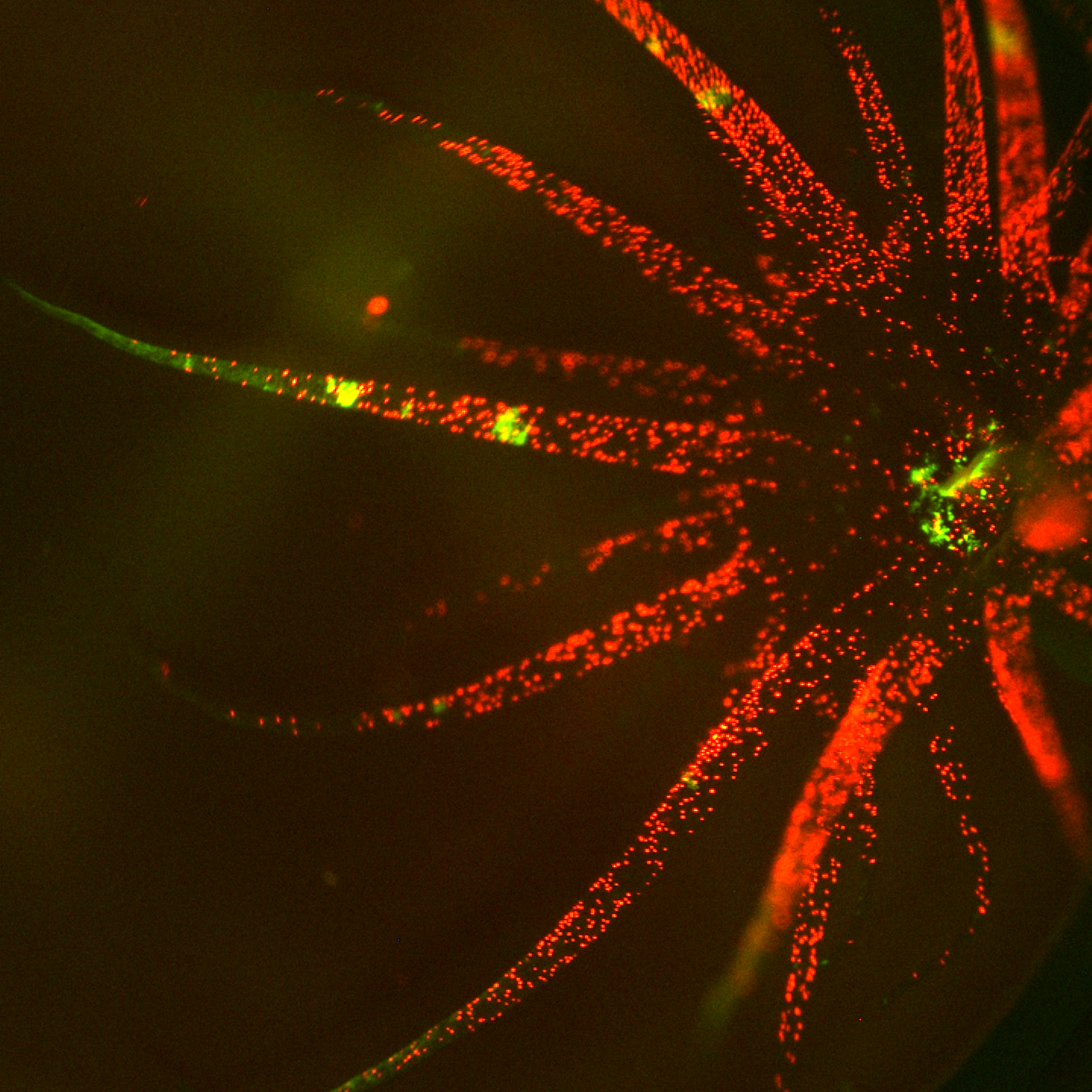 Christian CR Renicke