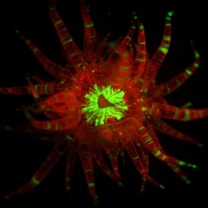 Icon representing the file Symbiodinium / Aiptasia cell pop (crude lysis for PCR template)