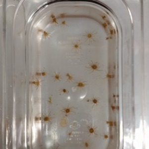 Icon representing the file General Aiptasia husbandry - Pringle lab