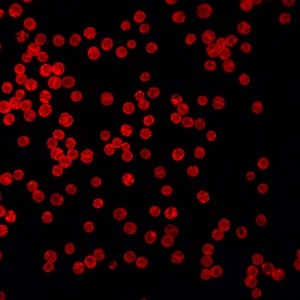 Icon representing the file Symbiodinium-enriched RNA extraction from Aiptasia holobiont