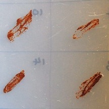 Icon representing the file Isolation of axenic Symbiodinium cultures