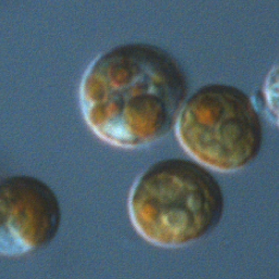 Icon representing the file DNA Extraction from Symbiodinium Cultures