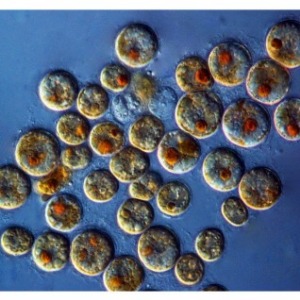 Icon representing the file Culturing Symbiodinium