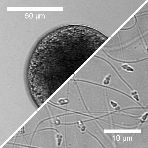 Icon representing the file Aiptasia spawning and embryo/larvae handling - Pringle Lab