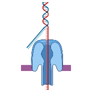 Shotgun Metagenomic Sequencing of Bacterial Enrichments on the Oxford Nanopore Platform Using the R10 flow cell and Ligation sequencing Kit
