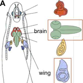 CUT&RUN with Drosophila tissues