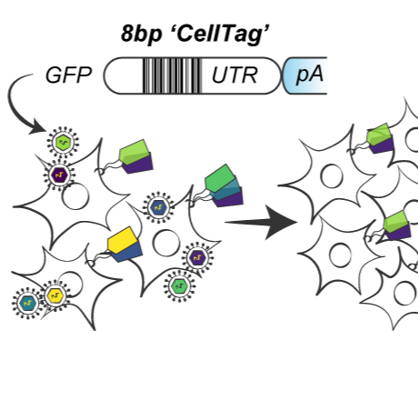Single-cell mapping of lineage and identity via CellTagging V.8 ...