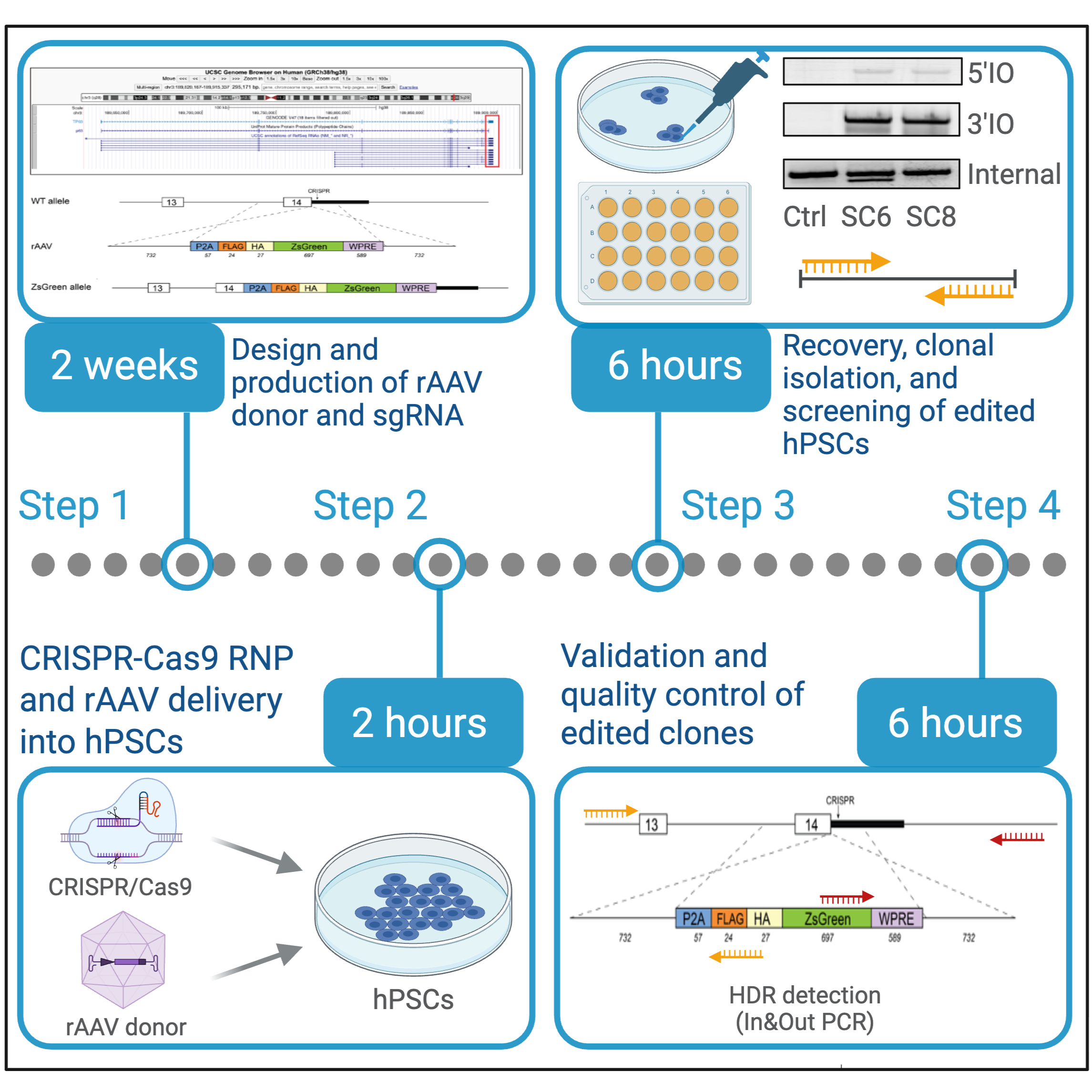 CRISPR-Cas9 RNP and rAAV-Mediated Gene Editing in Human Pluripotent Stem Cells