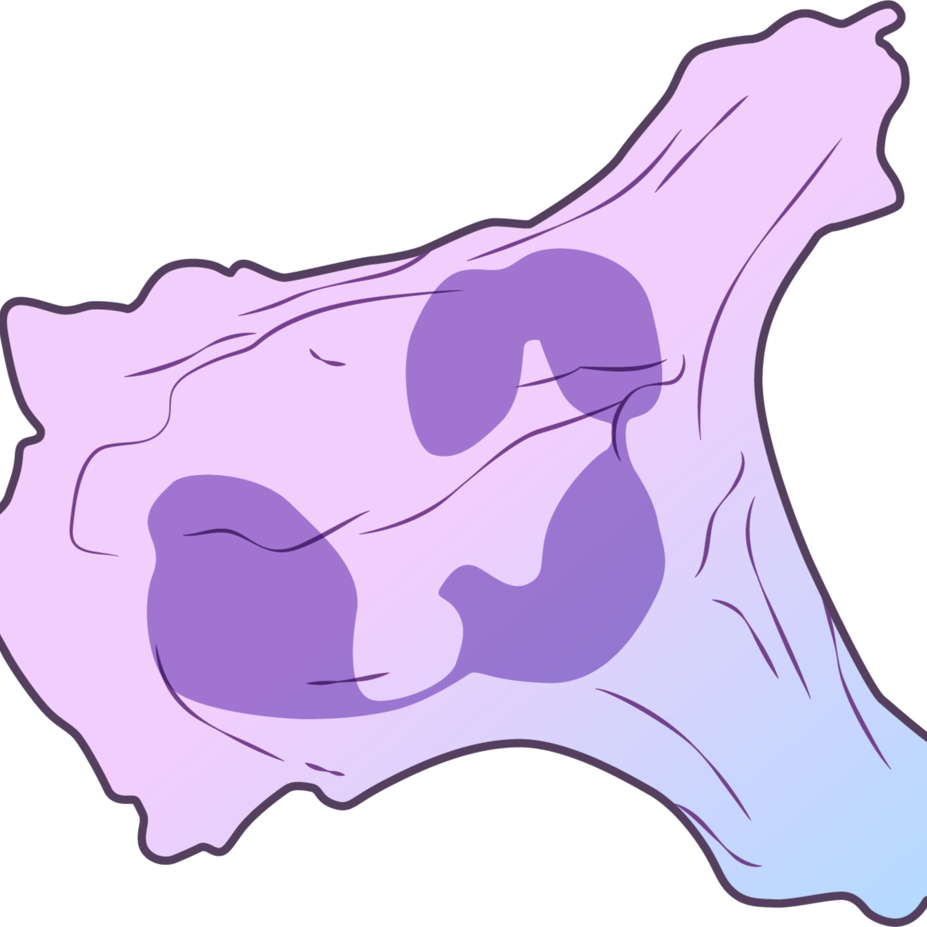 Leukocyte Isolation and Chemotaxis Assay Using Zymosan-Opsonized Plasma and Agarose Spots