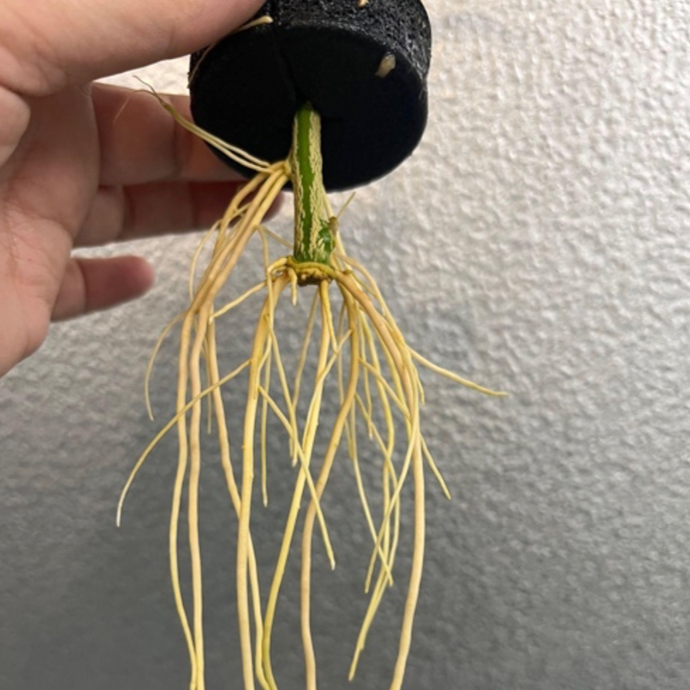 Aeroponic Propagation of Citrus Trees Infected with ‘Candidatus Liberibacter asiaticus’