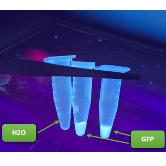 Low-Cost Sucrose Gradient Protocol for GFP Purification from Recombinant E. coli: A Visual Fluorescence-Based Method for Resource-Limited Laboratories