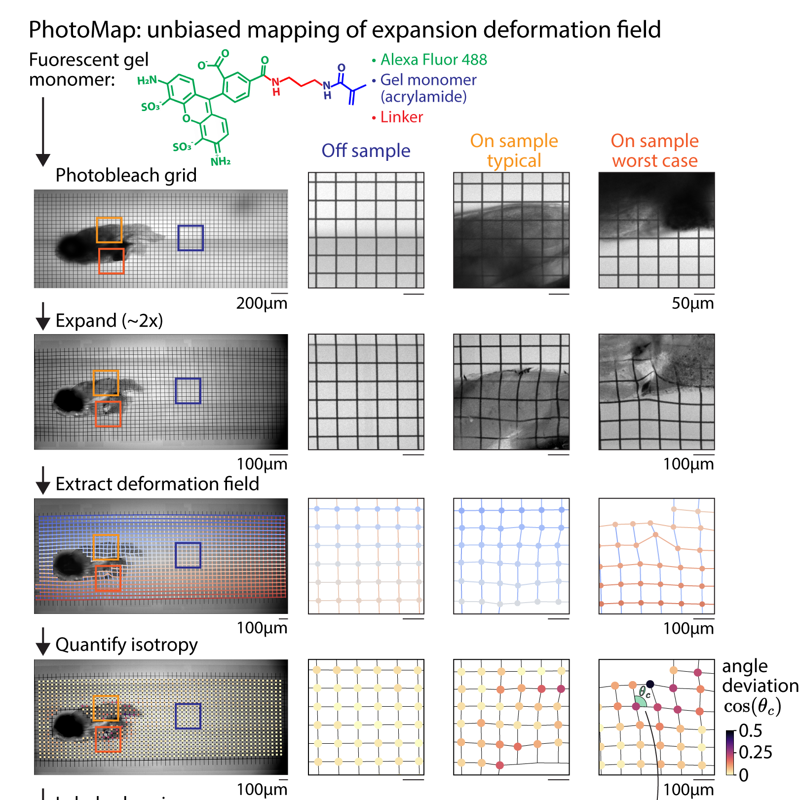 PhotoMap: unbiased mapping of Expansion Microscopy deformation fields