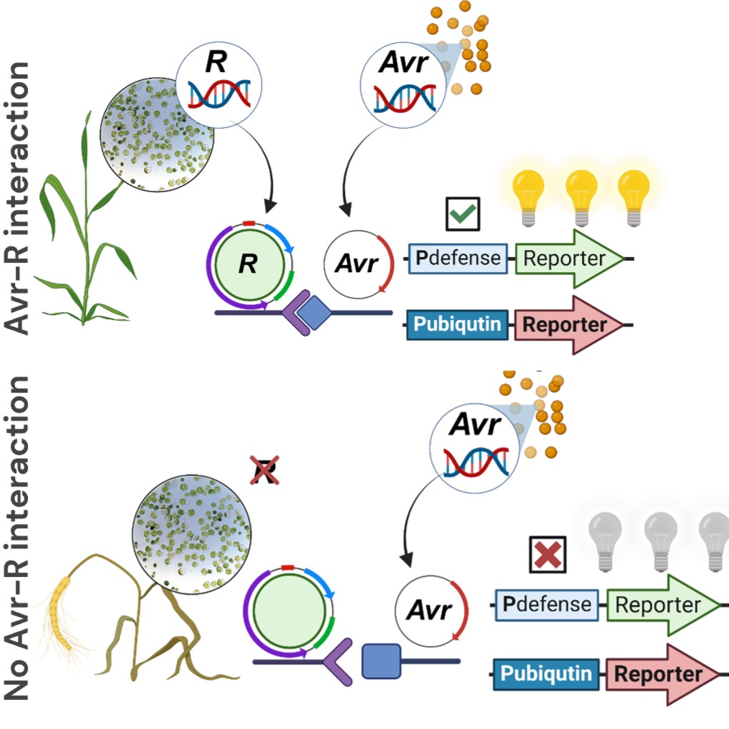 Wheat protoplast preparation and transformation in a 96-well plate
