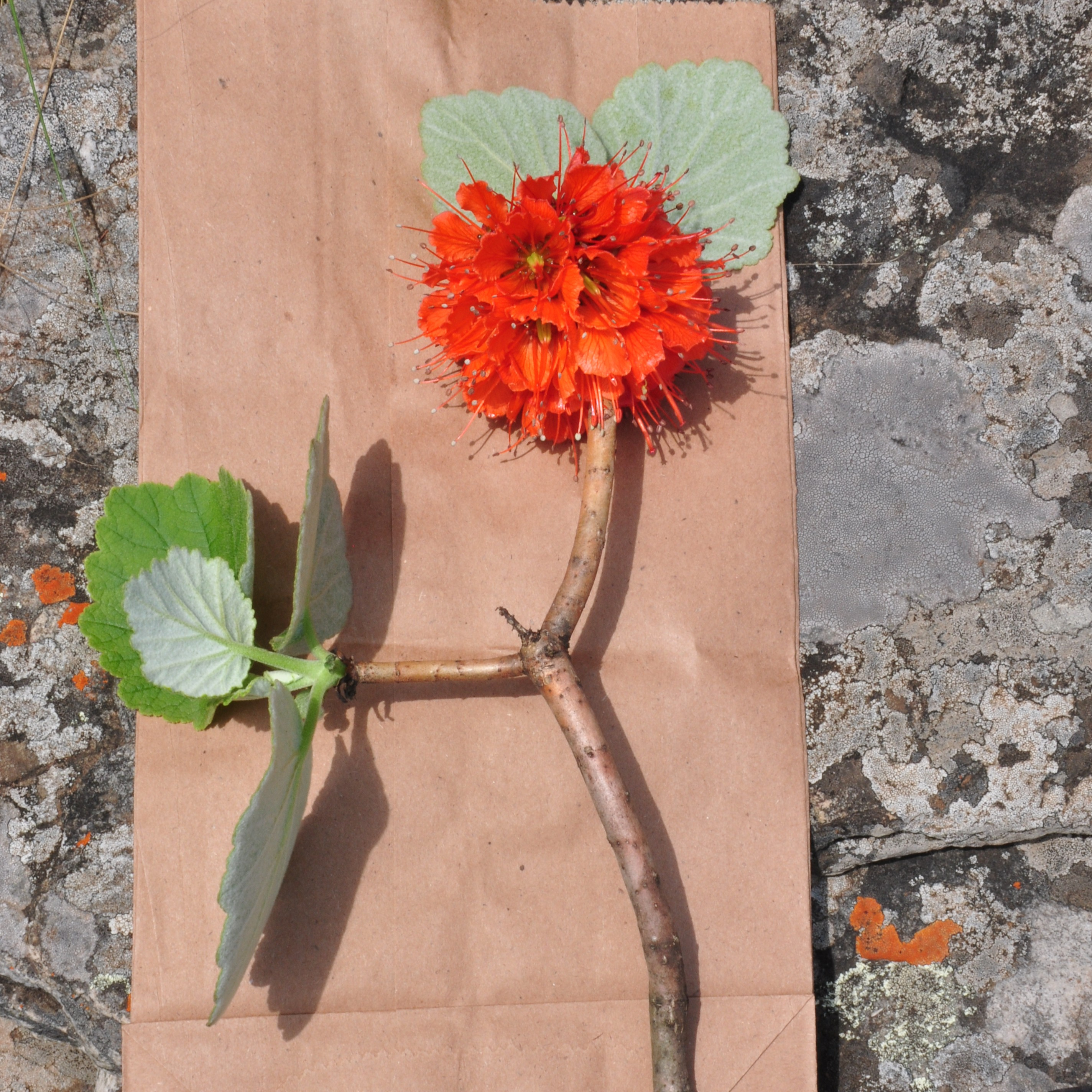 DNA Extraction Protocol and 3RAD Library Construction for Metabolite-Rich Greyia Leaf Samples