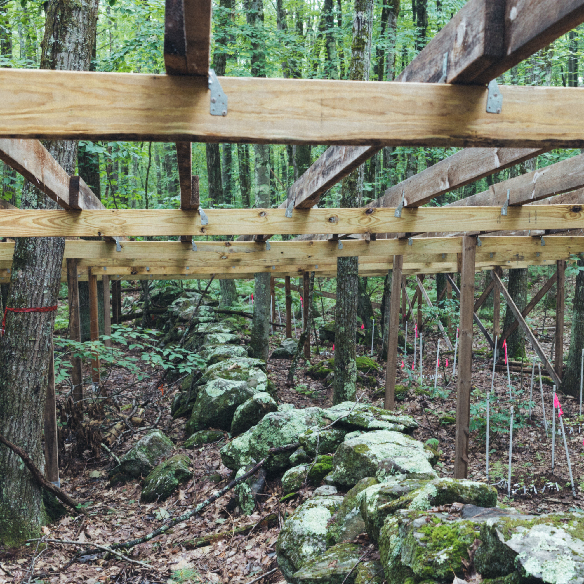 Fine Root Identification in a Northern Hardwood Forest