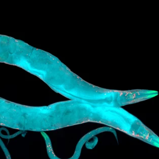 Cryopreservation of C. elegans with DMSO and Trehalose