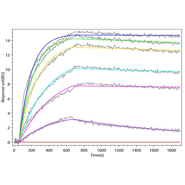 MetaSPR Assay Protocol for Binding Interaction Between Recombinant Human IL21 and IL21R Proteins (Ligand Capture Method)