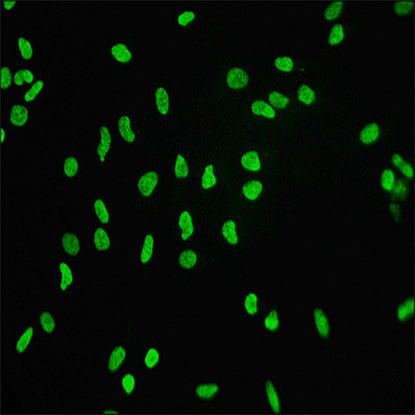 Histone H3.3 Recombinant Monoclonal Antibody (CSB-RA010109A0HU) Immunofluorescence (IF) Protocol