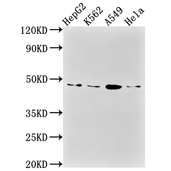 CD274 Recombinant Monoclonal Antibody (CSB-RA977797A0HU) Western Blot Validation Protocol