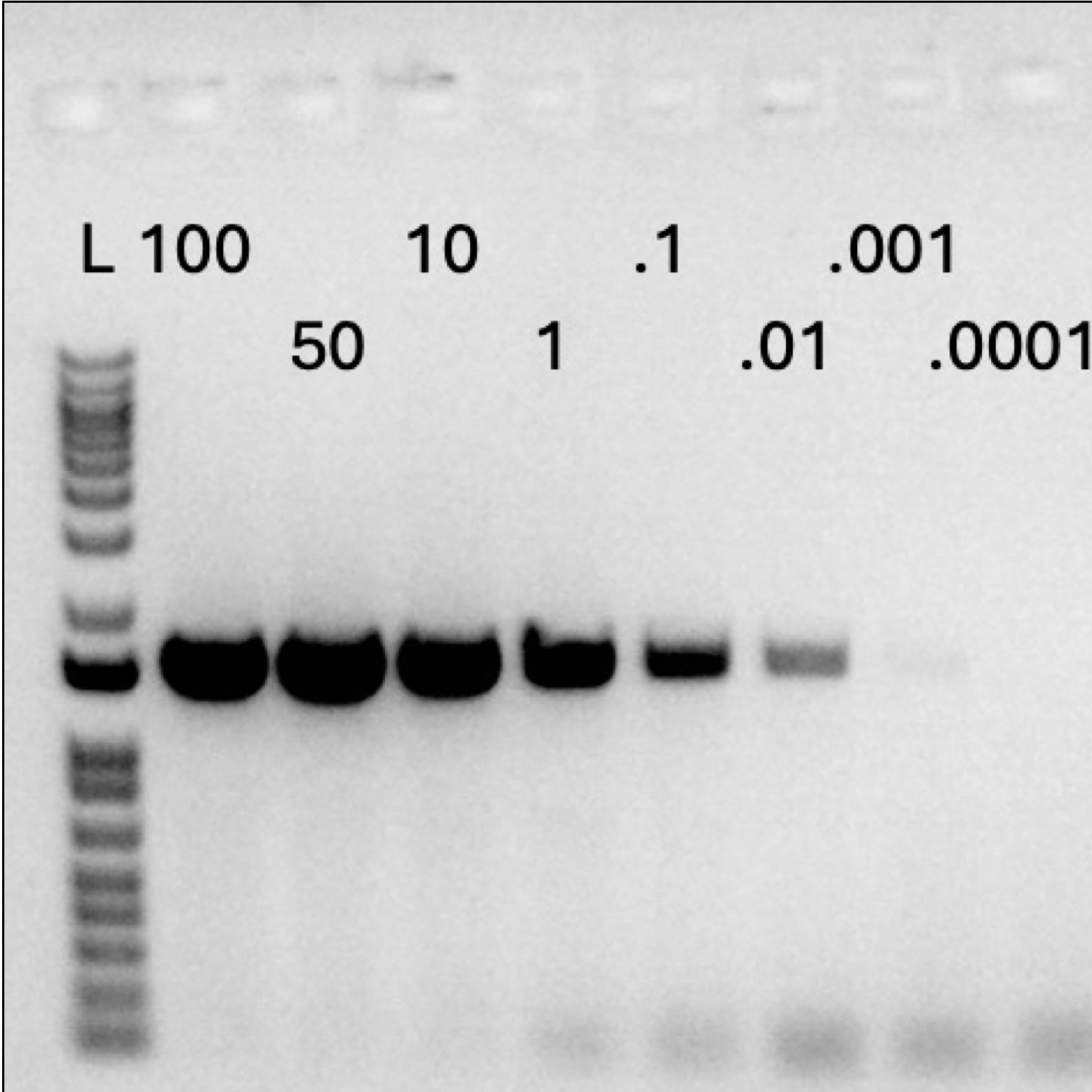 Genotyping Mice by PCR and Copy Number Standards
