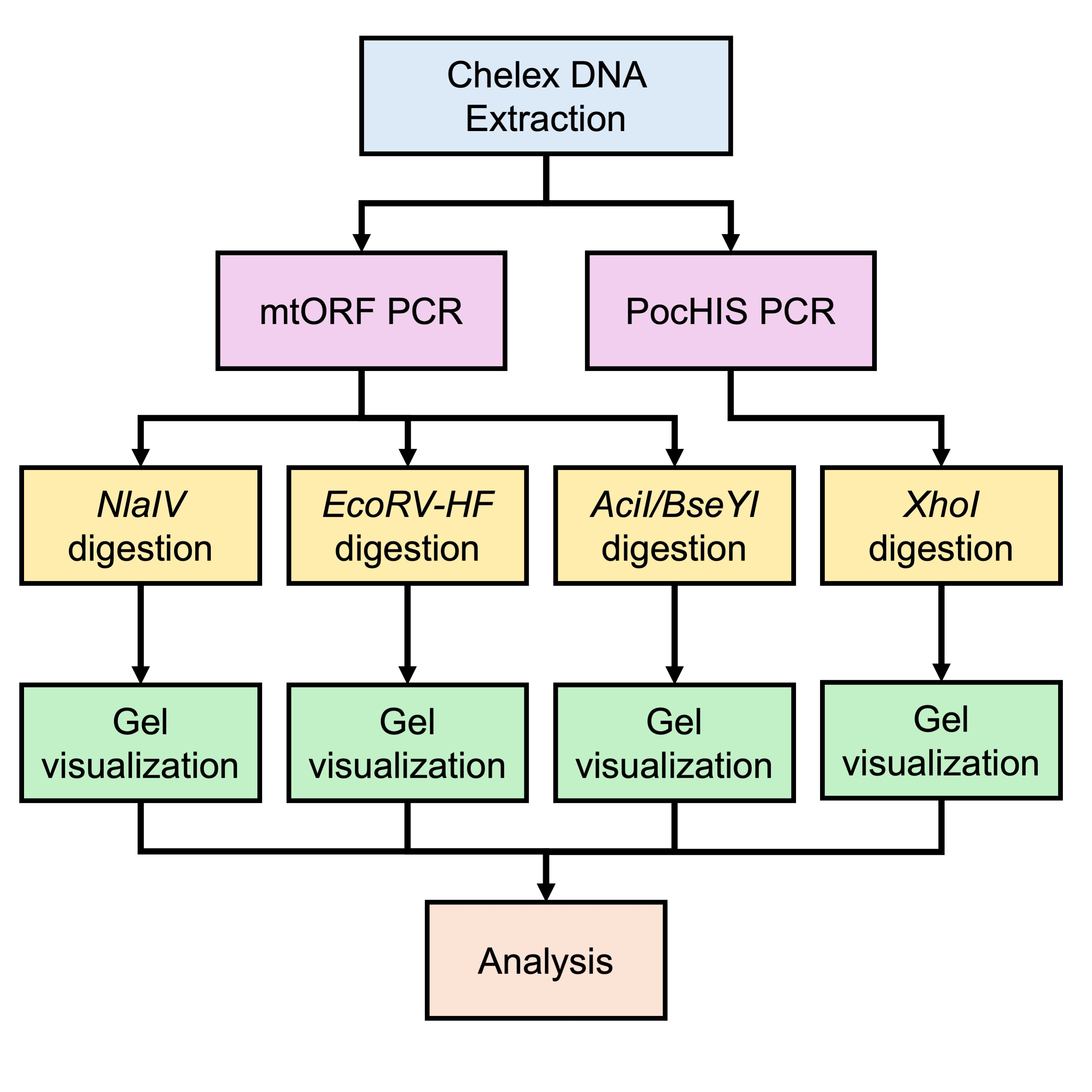 Field-tested workflow for molecular identification of cryptic Pocillopora spp. in French Polynesia