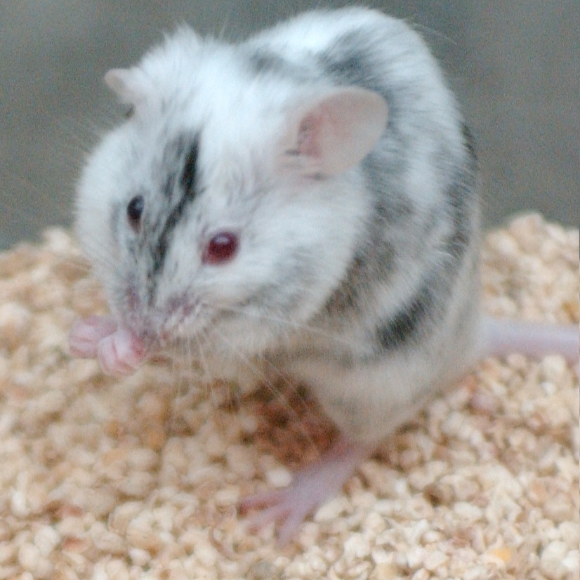Mouse Breeding Recommendations