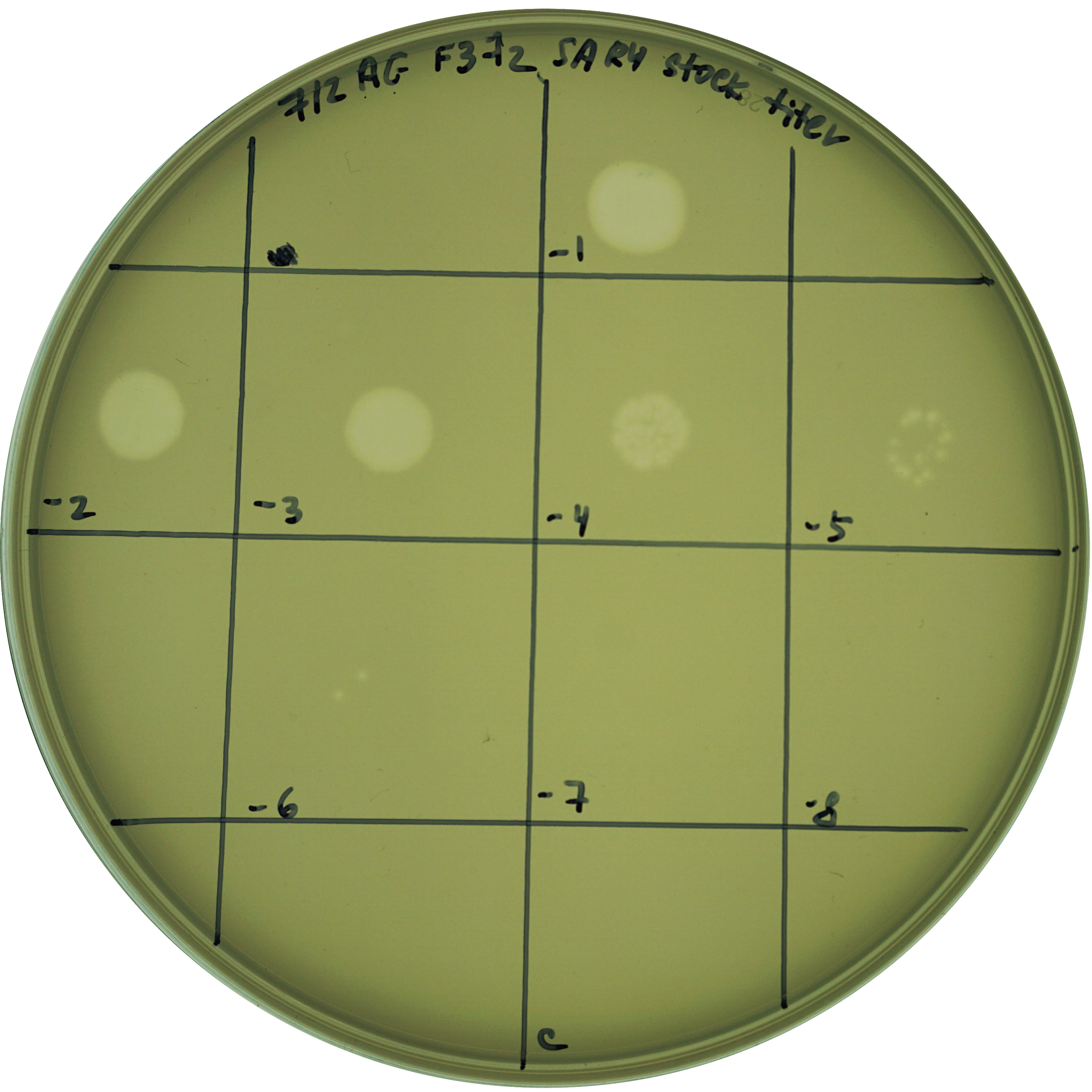 Identification of phage lysis from environmental samples based on 96-well plate screening