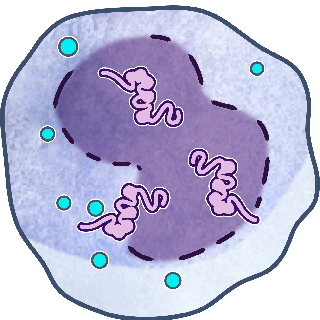 Opsonization-assisted phagocytosis assay using particles conjugated to synthetic peptides via glutaraldehyde