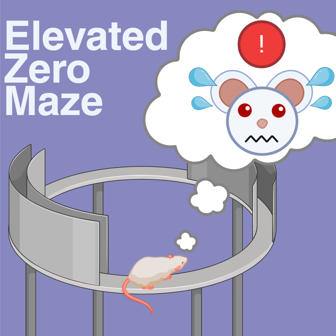 Elevated Zero Maze for Animal Behavior Testing