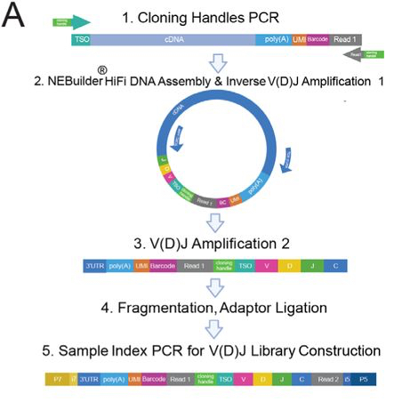 Generation of cirVDJseq libraries from 3’-barcoded cDNA