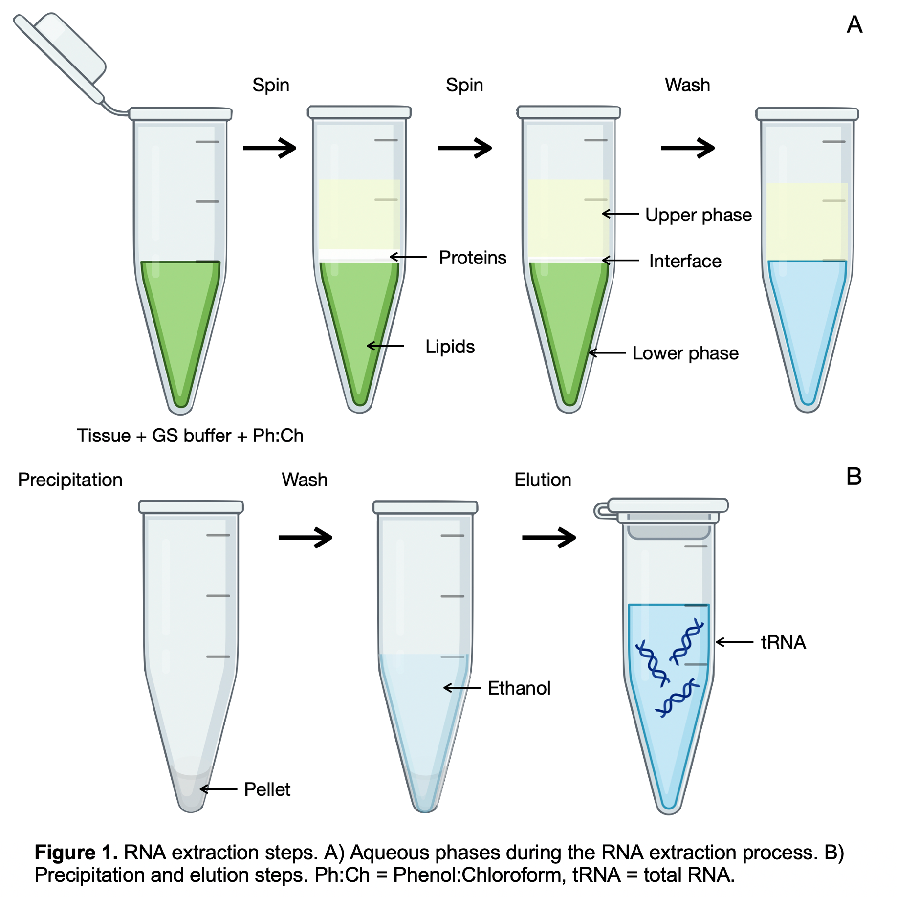 Enhanced RNA extraction for diverse tissues