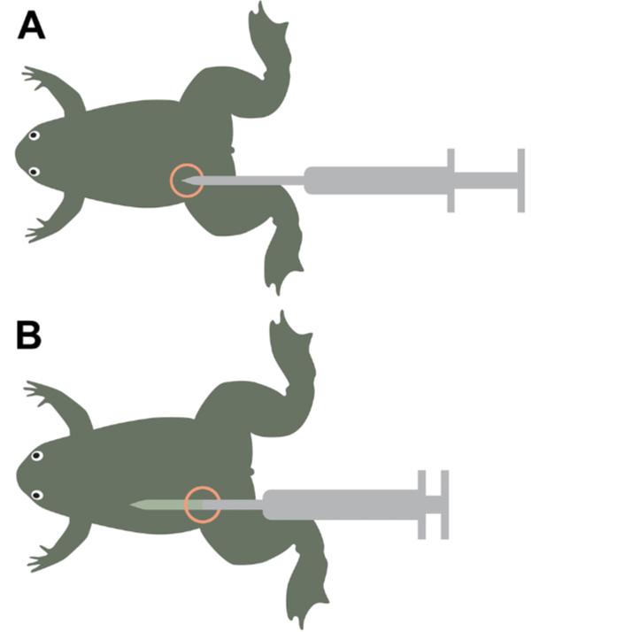 Best practices in Xenopus Housing, Husbandry and the 3Rs