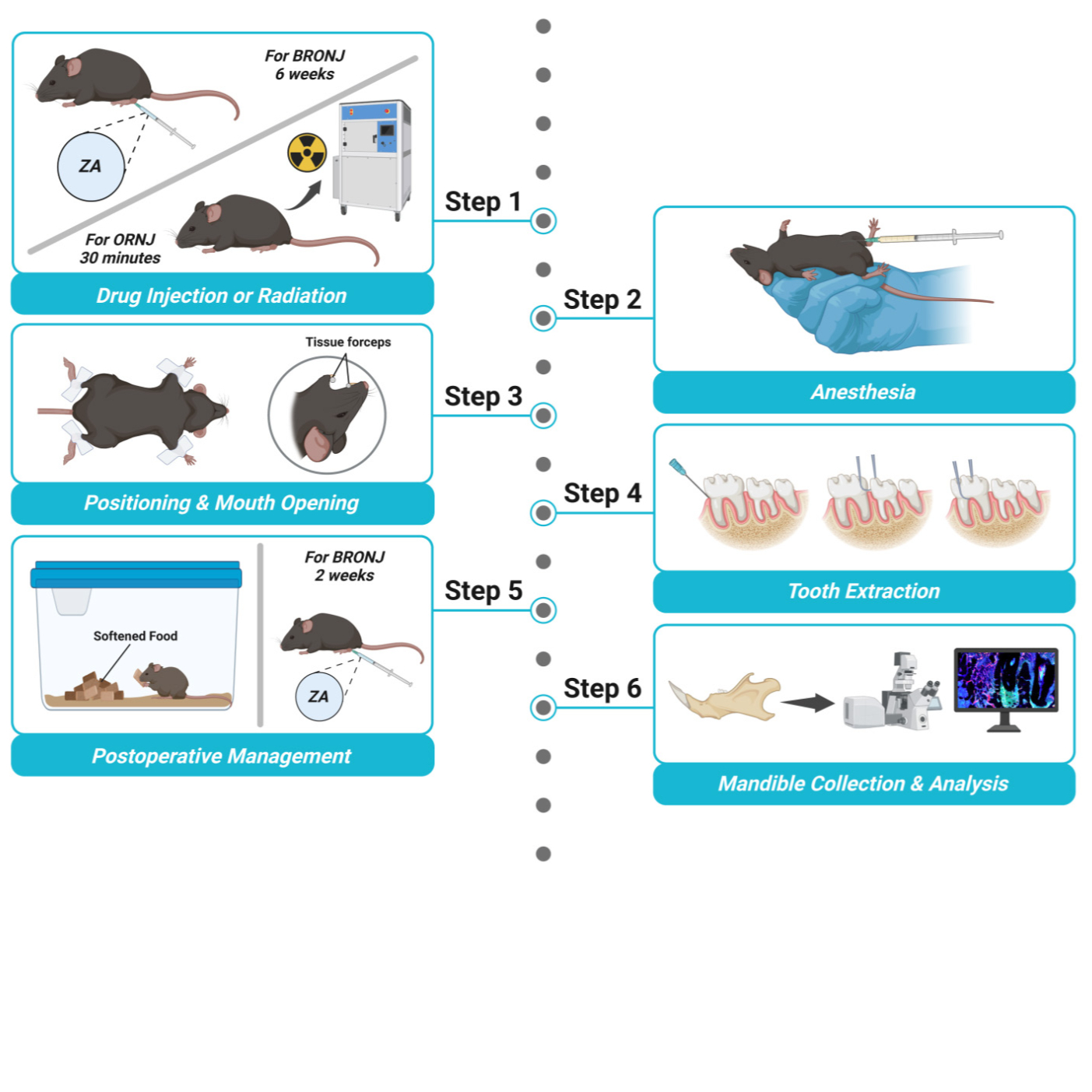 A standardized protocol for establishing minimally invasive mouse models of jaw osteonecrosis: bisphosphonate-related and radiation-induced models