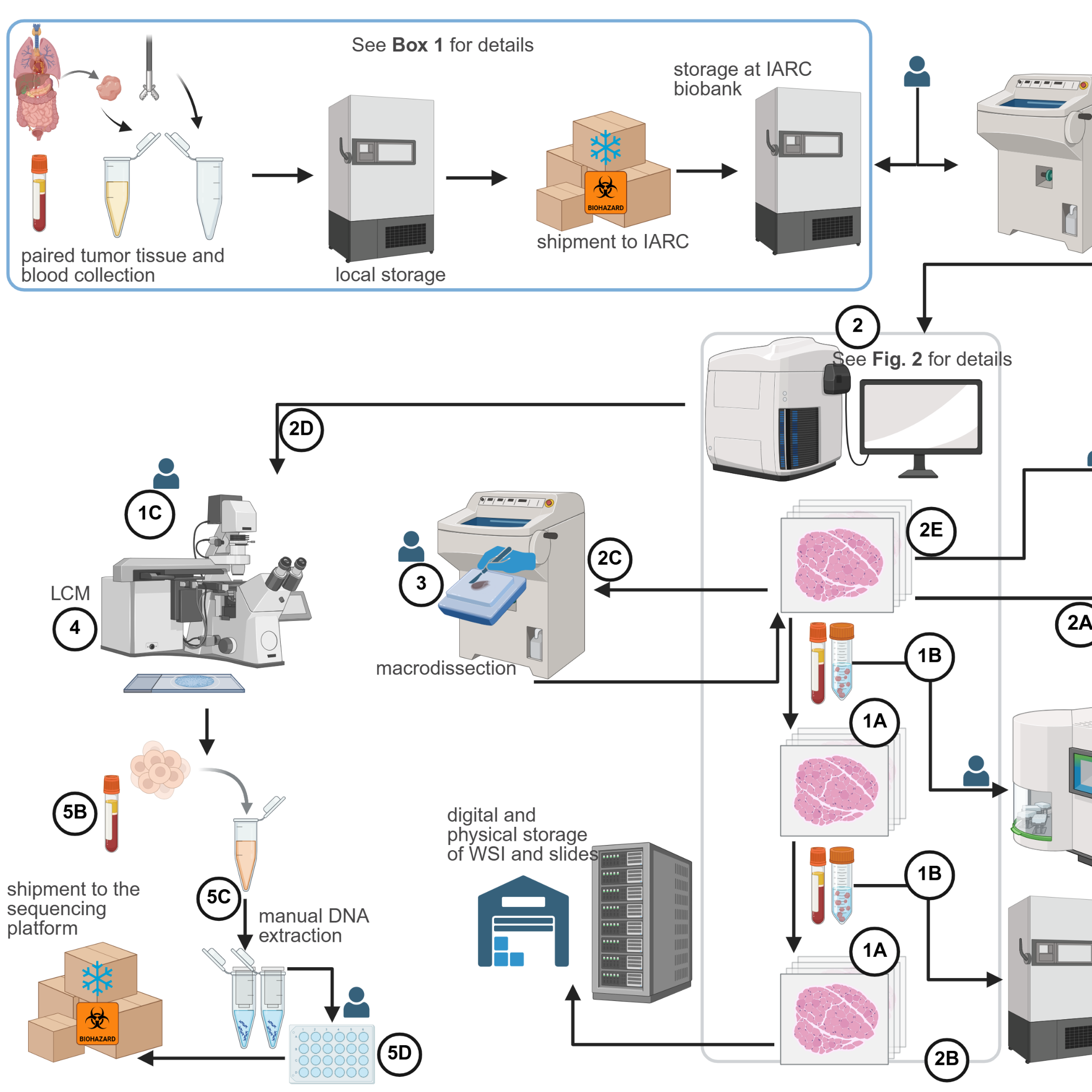 A Centralized Pathology Protocol for Global Cancer Genomics: The Mutographs Project Model