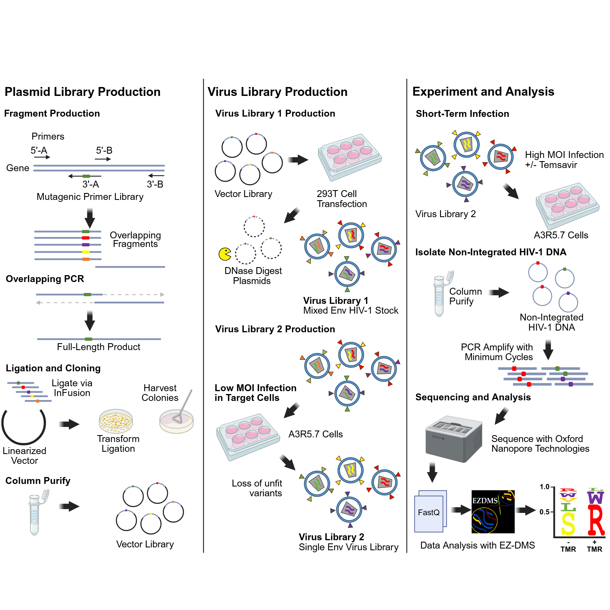 EZ-DMS - A Simple and Accessible Protocol and Software Package for Deep Mutational Scanning of Virus Proteins