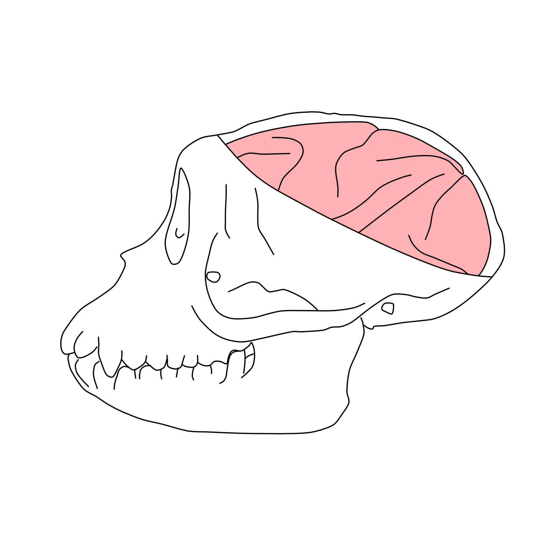A Surgical Protocol for Precise High-Throughput and Precise Viral Injections in Rhesus Monkey Brain