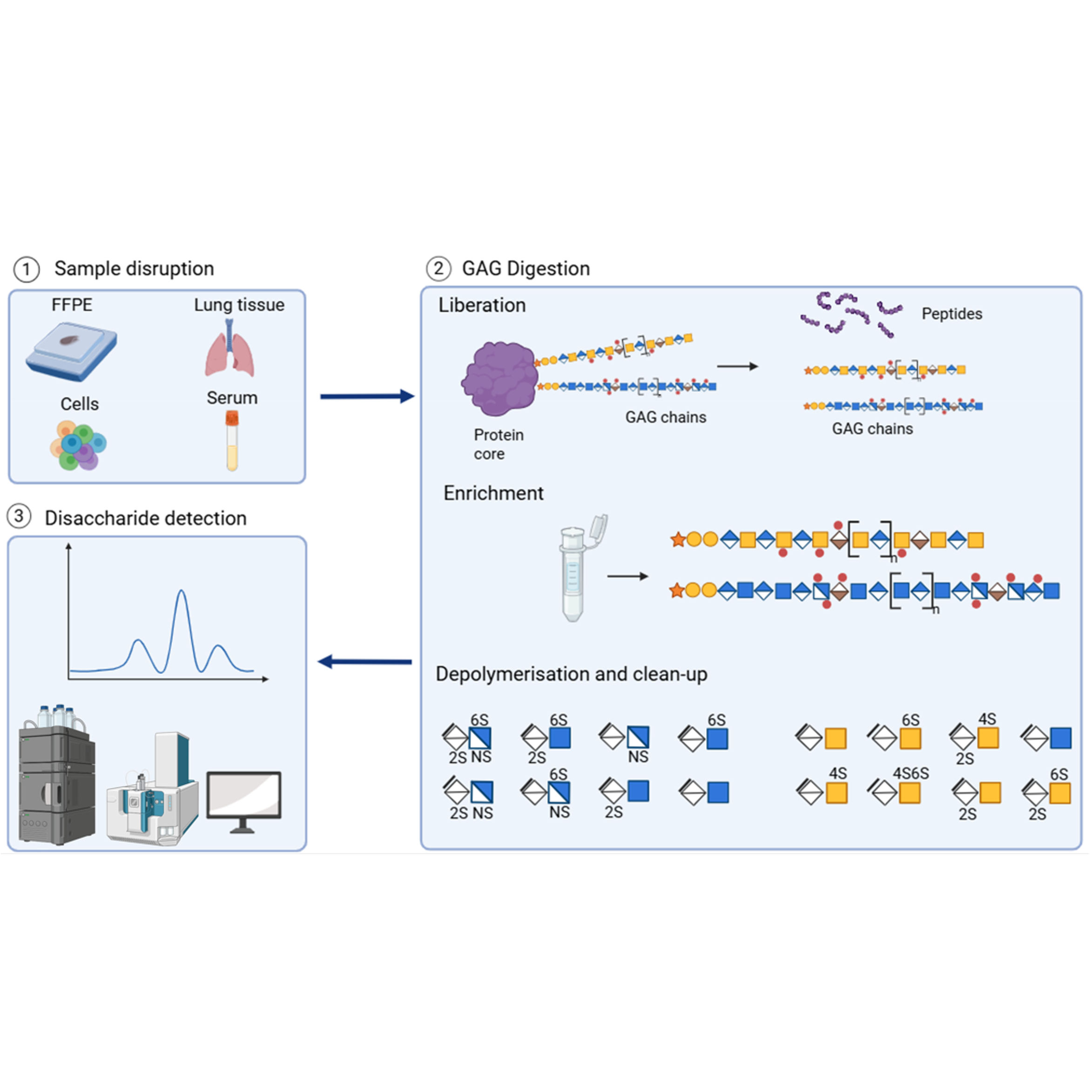 Collection of protocols for label-free GAG disaccharide analysis by HILIC-MS/MS of diverse biological tissues