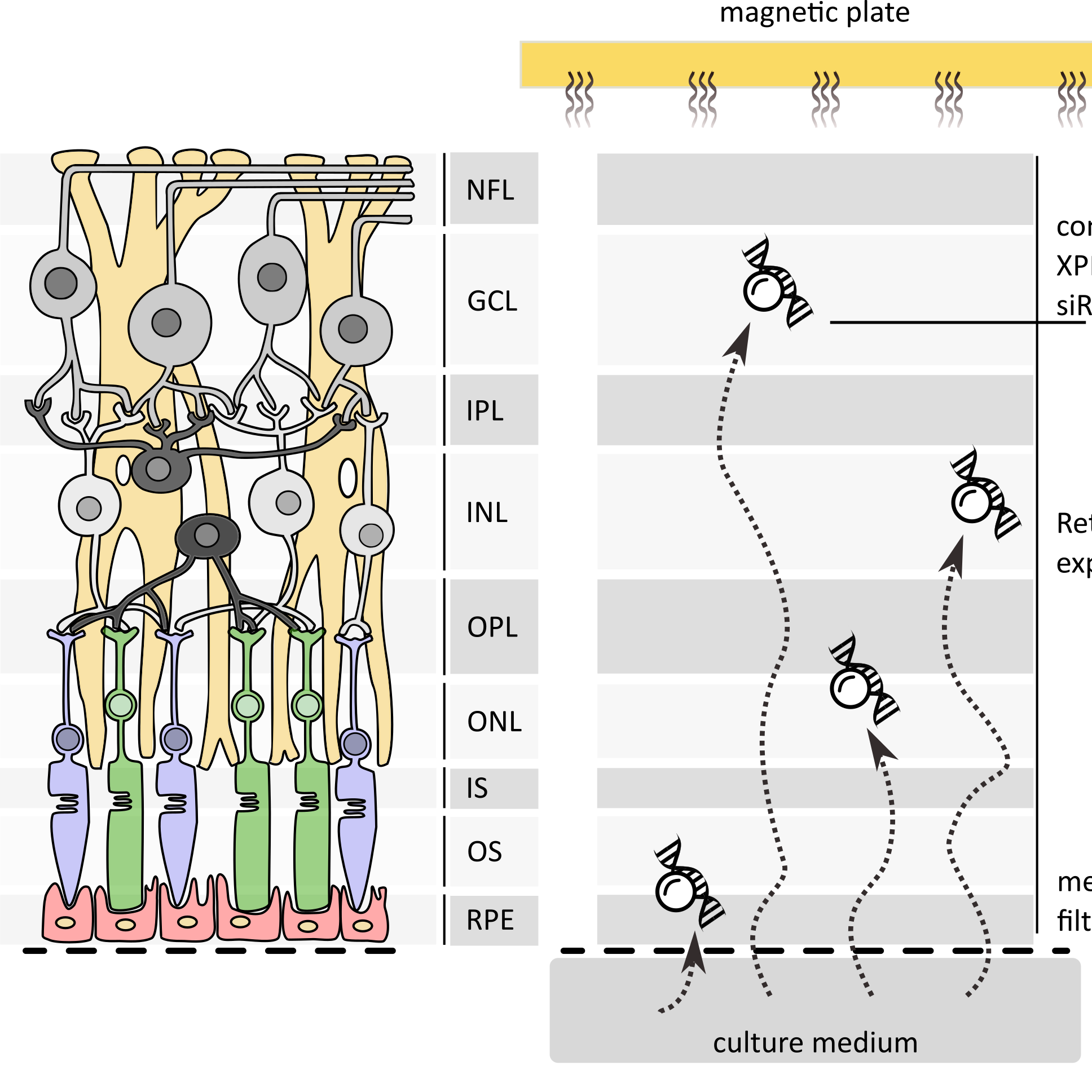 siRNA Delivery in Retinal Explant using Reverse Magnetofection with XPMag