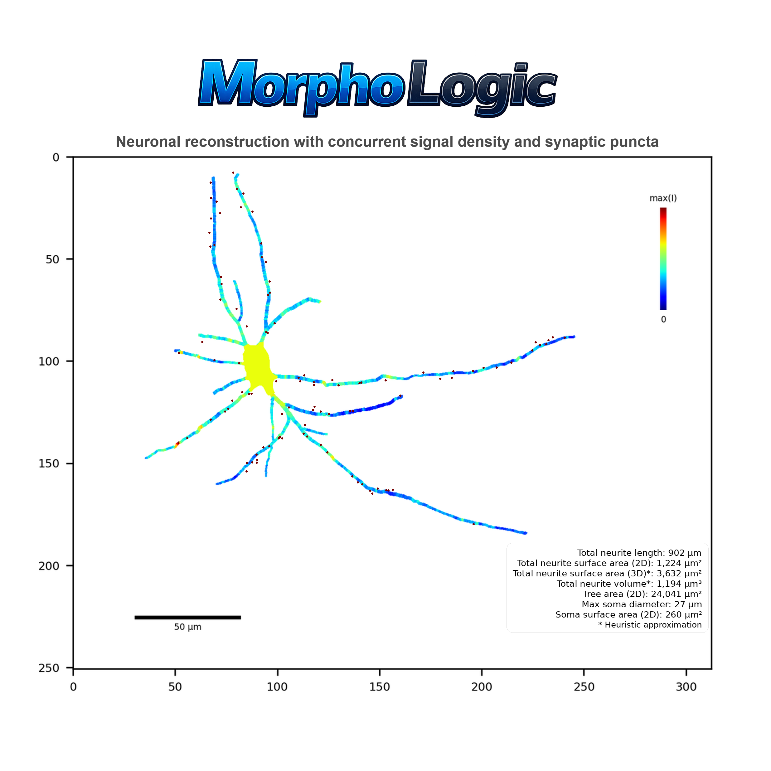 MorphoLogic: user guide for neuronal morphometrics and morphology-aware signal and puncta mapping
