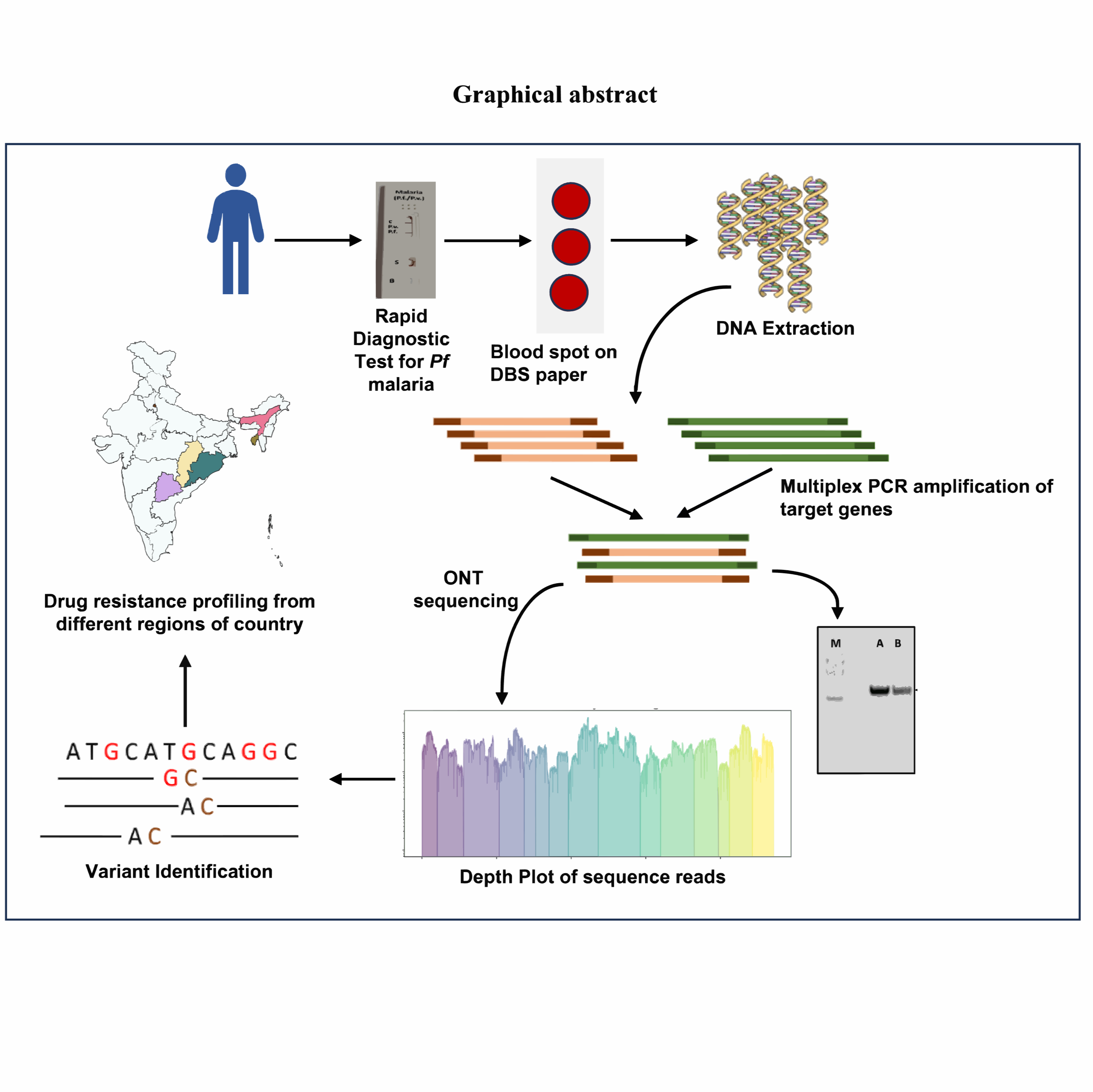 Protocol for drug resistance screening for Plasmodium falciparum using Oxford Nanopore Sequencing