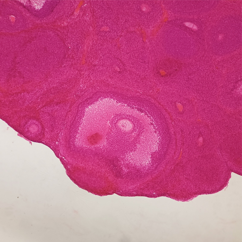 Histological Sectioning and Hematoxylin–Eosin Staining of Prepubertal Rat Ovary (10 µm)