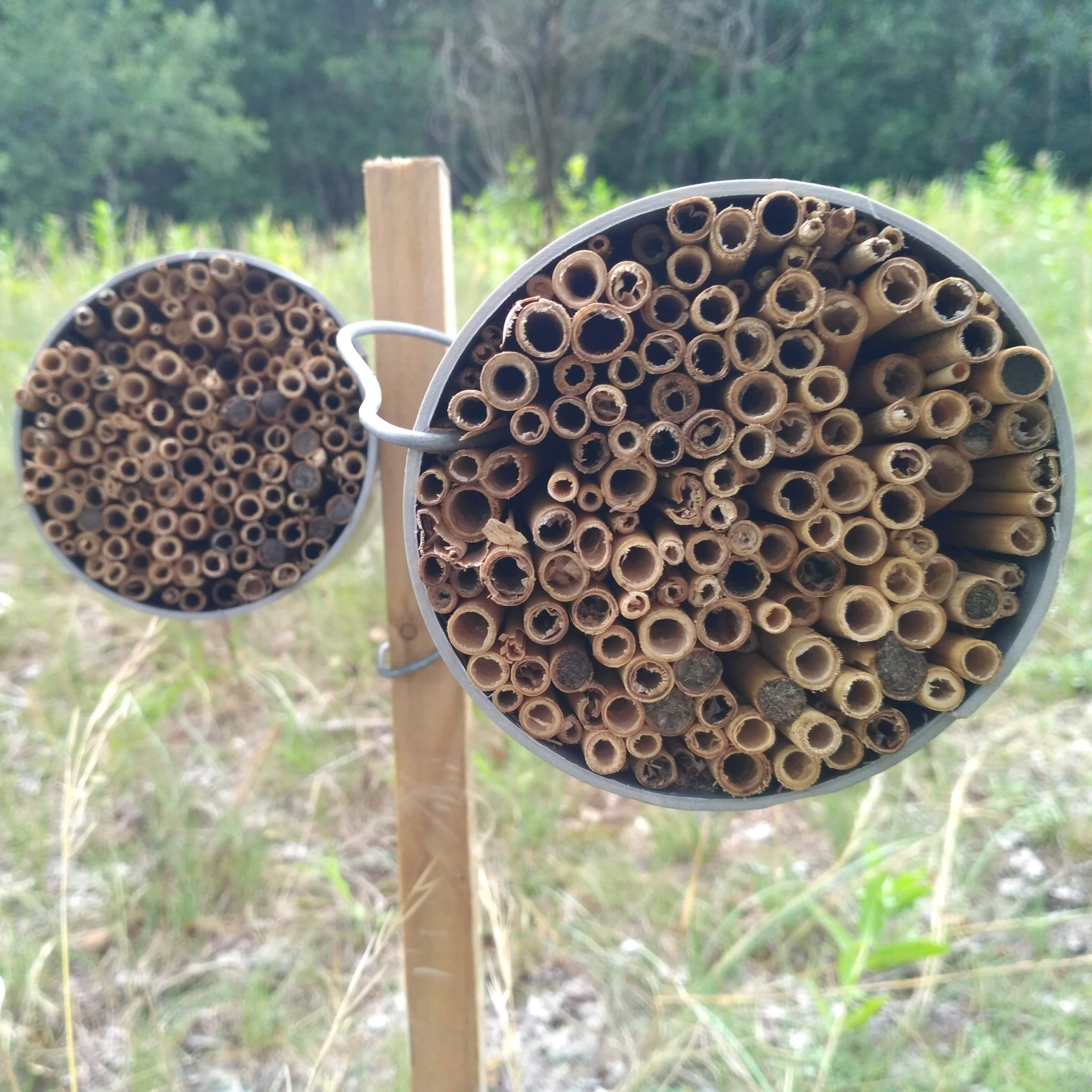 A step-by-step protocol and guide for cavity-nesting Hymenoptera sampling and data collection using trap nests 